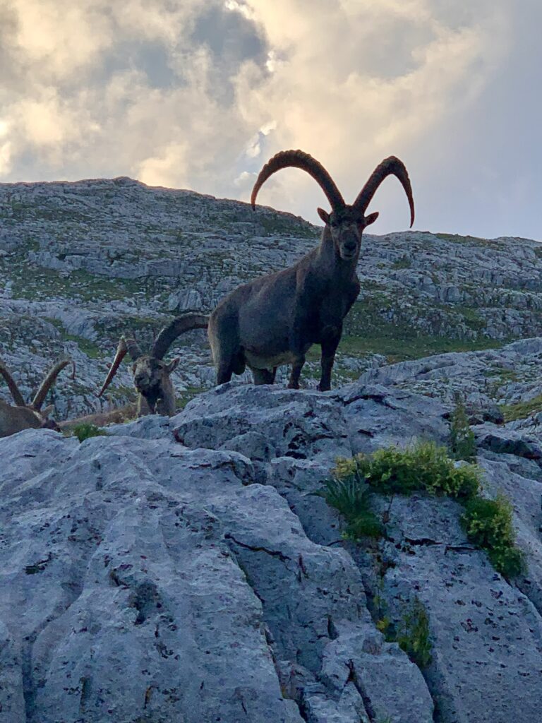 Bouquetins, refuge de Platé, Fiz, Alpes, France