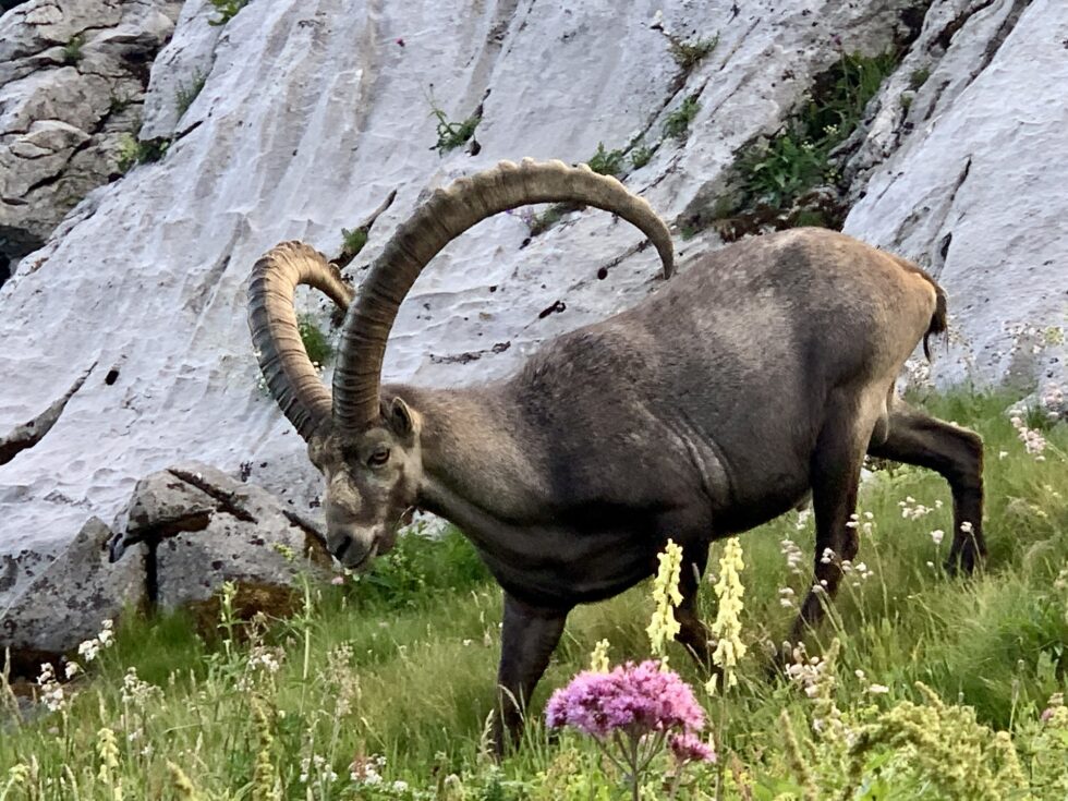 Bouquetin, Fiz, Alpes, France