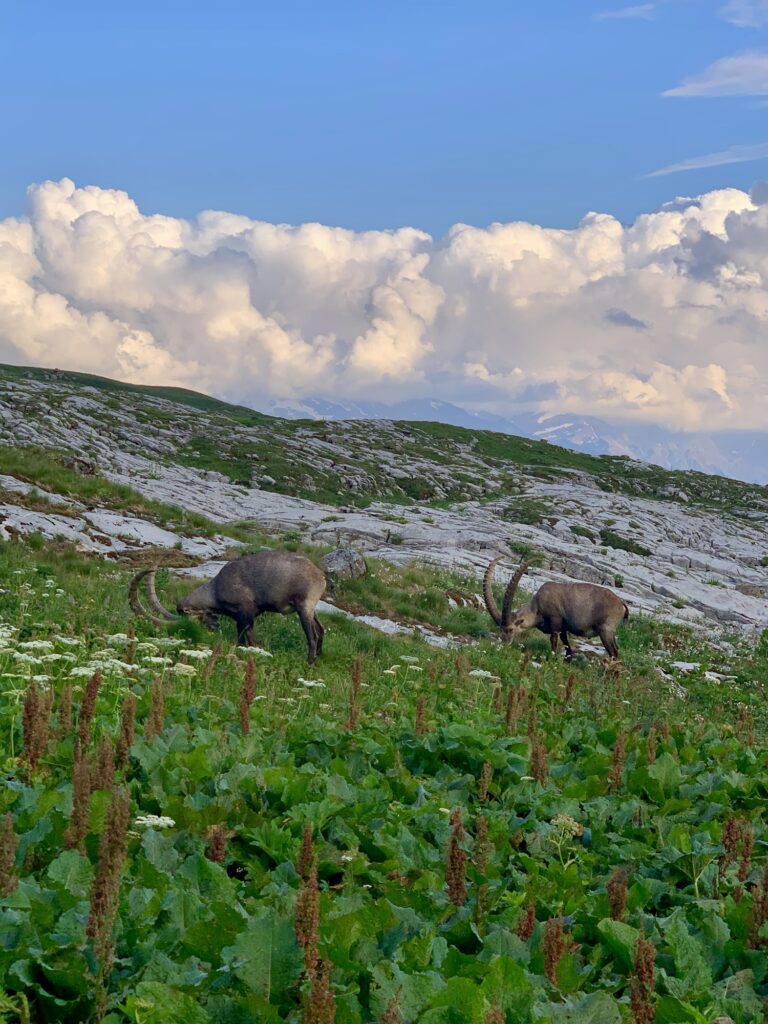 Bouquetins, Fiz, Alpes, France
