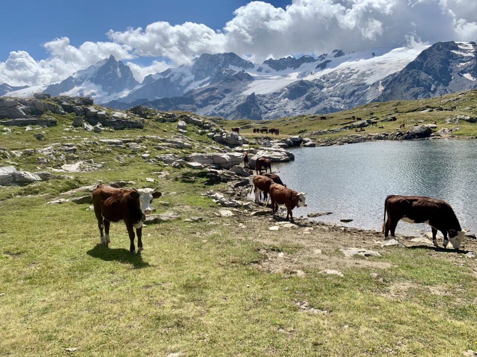 Lac Noir, La Meije, Plateau d'Emparis, Oisans, Les Alpes, France
