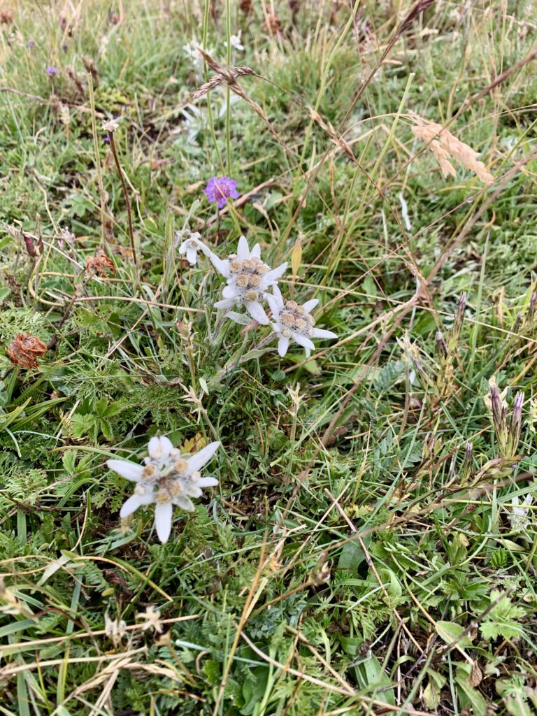 Edelweiss, Pic du Mas de la Grave, Oisans, Les Alpes, France