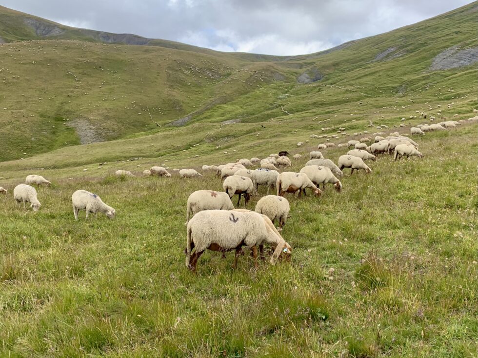 Moutons, Pic du Mas de la Grave, Oisans, Les Alpes, France
