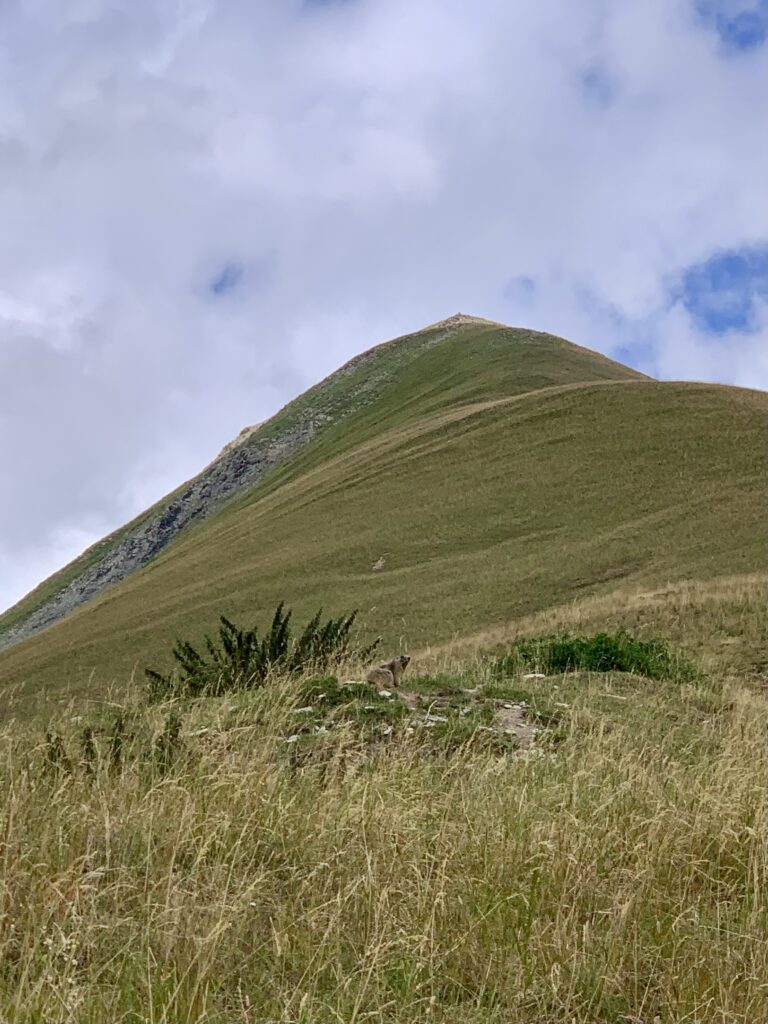 Marmotte, Pic du Mas de la Grave, Oisans, Les Alpes, France