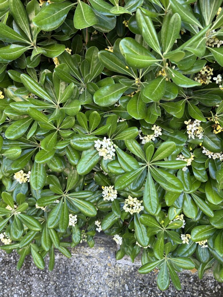 pittosporum