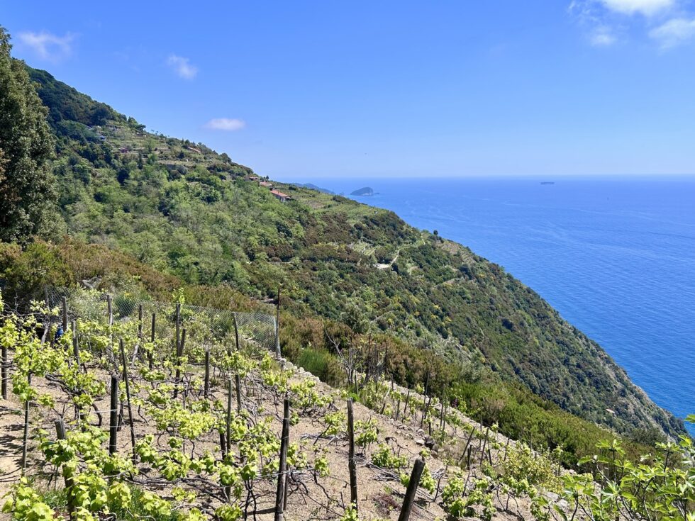 Campiglia