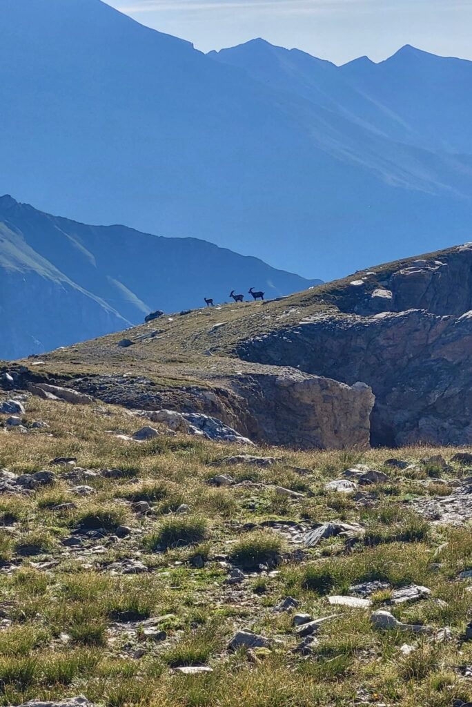 Bouquetins devant la plaine du Pô - Refuge Vaccarone