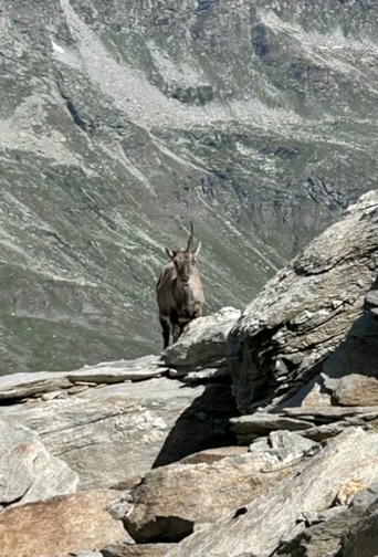 Bouquetin - col d'Ambin - Dents d'Ambin